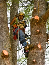 Avatar for Allegheny Arborist