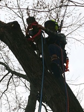 Logo for ABLE TREE SERVICE LLC