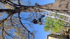 Logo for H.Jimenez Tree Services Plus