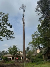 A Tree Service logo