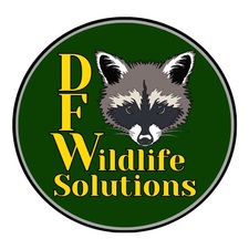Logo for DFW Wildlife Solutions