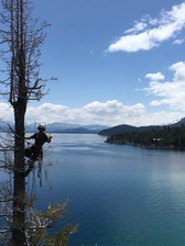 Avatar for Truckee Tree Care
