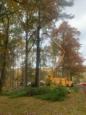 Avatar for Affordable Tree Care LLC
