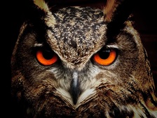 Avatar for Night Owl Heating and Air
