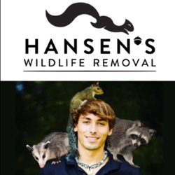 Hansen's Wildlife Removal logo