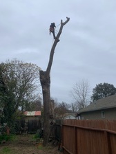 Logo for Pixley's Tree Service
