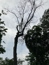 Logo for L & M Tree Service & Landscaping