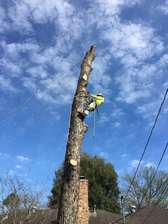 Logo for Stumpy's Grinding and Tree Service
