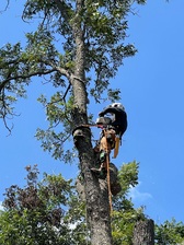 Trevino Tree Service logo