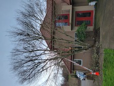 Logo for Oregon Arborist LLC