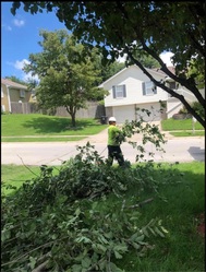JL Absolute Tree Service logo