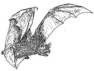 All About Bats and Wildlife, Inc. logo