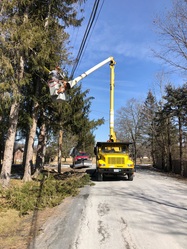 Zach's Tree Care, LLC logo
