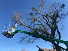 Koehne's Tree Service logo