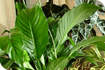 Avatar for rm landscape and ceaning