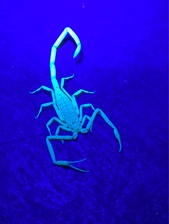 Avatar for Oshiro Pest Services, LLP