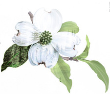 Avatar for Dogwood Land Management