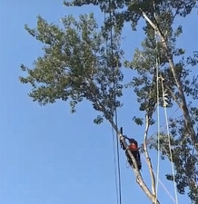 Avatar for Jent Tree Service