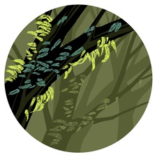 Logo for Sound Arboriculture
