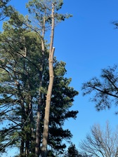 Avatar for Toler Tree Service, LLC