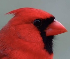 Cardinal Mowing logo