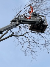 Logo for Tony & Shelly's Tree Service, Inc.