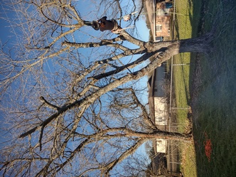Hill Country Tree logo