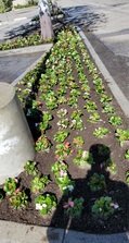 S. De Rosas Landscaping - Unlicensed Contractor logo