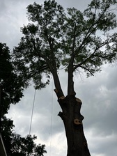 Avatar for Flying Dutchman Tree Service