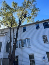 Avatar for Precision Tree Service & Landscaping