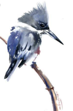 Logo for Kingfisher Window, LLC