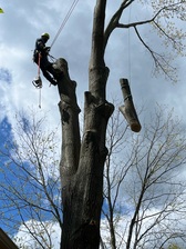 Avatar for Johns Tree Service