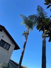 Quality Tree Care-Unlicensed Contractor logo