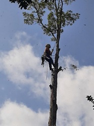 Tom's Tree Service logo