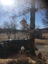 Avatar for Honey Creek Tree Service