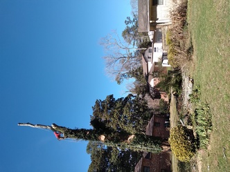 Henderson Treework Company logo