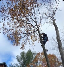 Avatar for Northwoods Tree Service, LLC