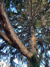 Logo for TMB Tree Preservation
