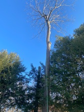 Geovanny's Tree Services LLC logo