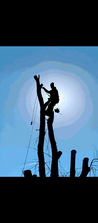 Avatar for K&L Tree Service and Construction