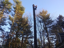 Avatar for Midcoast Tree Services