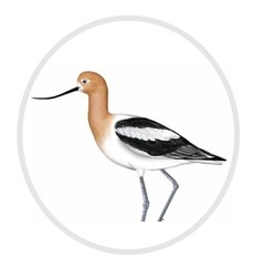 Avocet Landscaping & Custom Lawn Care logo