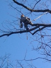 Avatar for Platt & Company Arborists