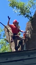 Logo for Tree Care Specialists LLC