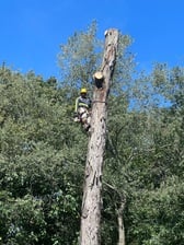 Avatar for Cedar V Tree Service & Landscaping