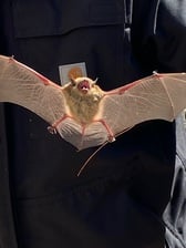 Avatar for The Wildlife Group