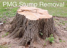 Avatar for PMG Stump Removal