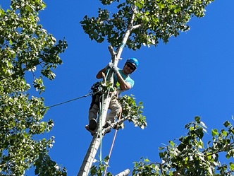 Serenity Tree Care logo