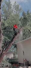 Avatar for J&J Tree Service