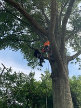 Avatar for H & C Tree Service